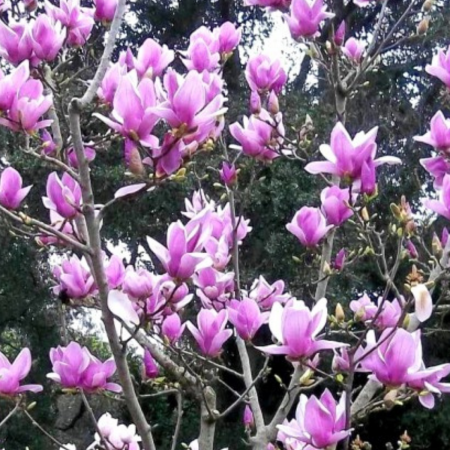 MAGNOLIA SOULANGEANA ALEXANDRINA [1]