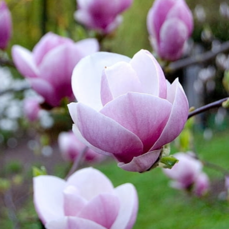 Magnolii - MAGNOLIA SOULANGEANA ALEXANDRINA