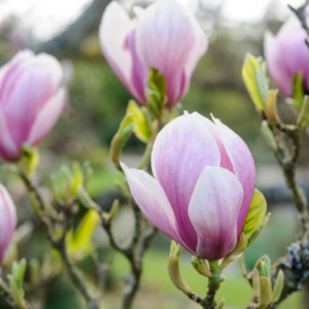 MAGNOLIA SOULANGEANA ALEXANDRINA [2]
