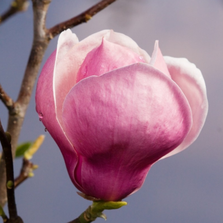 Magnolia Soulangeana Lennei [2]