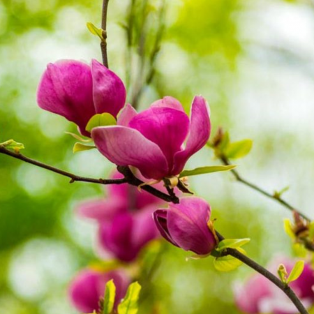 Magnolia Soulangeana Lennei [1]