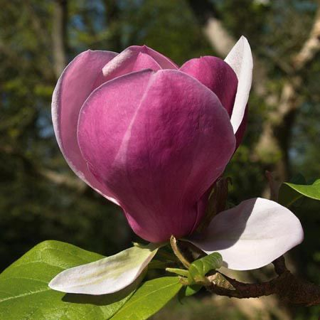 Magnolii - Magnolia Soulangeana Lennei