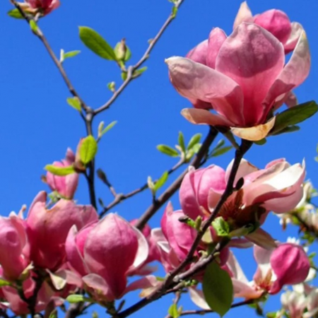 Magnolia Soulangeana Lennei [3]