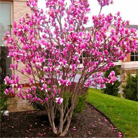 Magnolii - Magnolia soulangeana Magnolia intermediară Rustica Rubra