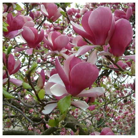 Magnolia soulangeana Magnolia intermediară Rustica Rubra [1]