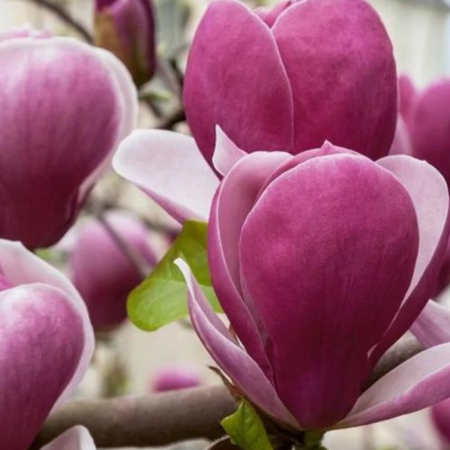 Magnolii - MAGNOLIA SOULANGEANA RUSTICA RUBRA