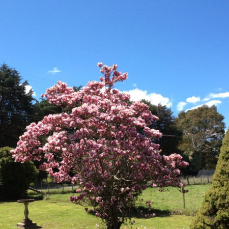 MAGNOLIA SOULANGEANA RUSTICA RUBRA [1]