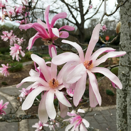 Magnolia stellata- Magnolia stelată Roz [1]