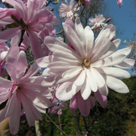 Magnolii - Magnolia stellata- Magnolia stelată Roz