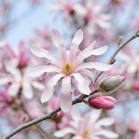 Magnolii - Magnolia stellata 'Rosea' - Magnolie stelată roz 170 - 180 cm (2-3L)