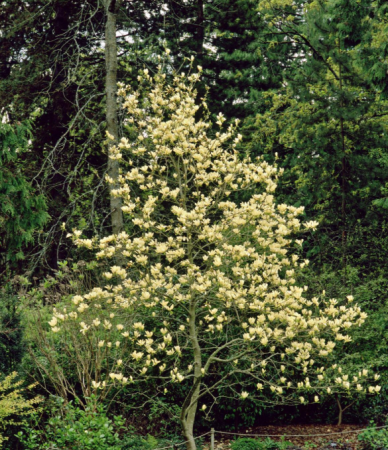 Magnolii - Magnolia X Elizabeth