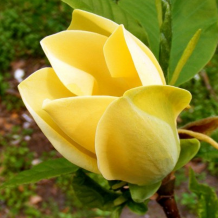 Magnolii - MAGNOLIA YELLOW BIRD
