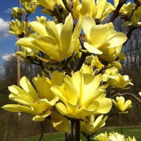 MAGNOLIA YELLOW BIRD [1]