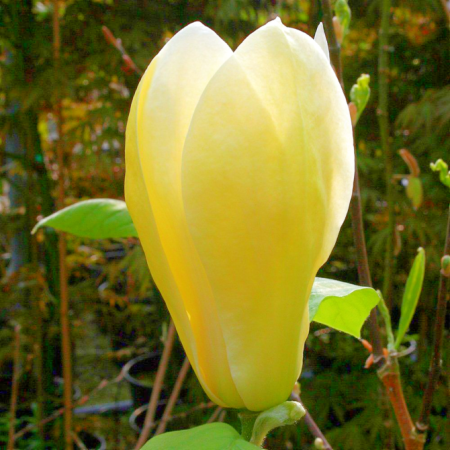 Magnolii - Magnolia “Yellow Lantern” - Magnolia ‘Felinar Galben’