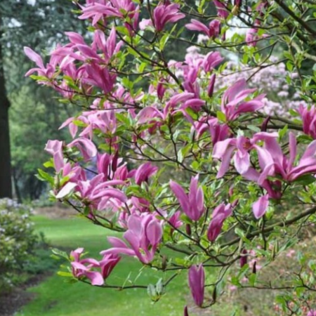 Magnolie Susan [3]