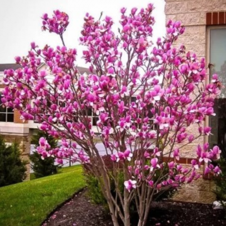 Magnolie Susan [1]