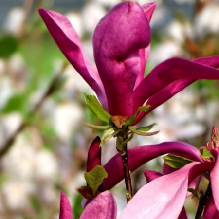 Magnolii - Magnolie Susan