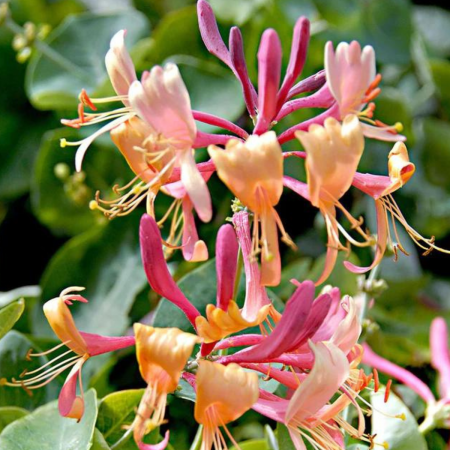 MÂNA MAICII DOMNULUI / CAPRIFOI - Lonicera japonica Graham Thomas [1]