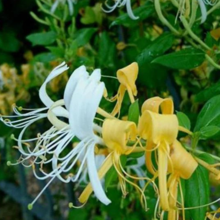 MÂNA MAICII DOMNULUI / CAPRIFOI - Lonicera japonica Graham Thomas [2]