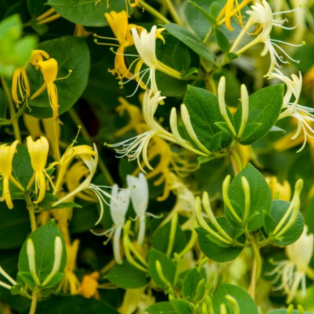 Plante urcatoare - MÂNA MAICII DOMNULUI / CAPRIFOI - Lonicera japonica Graham Thomas