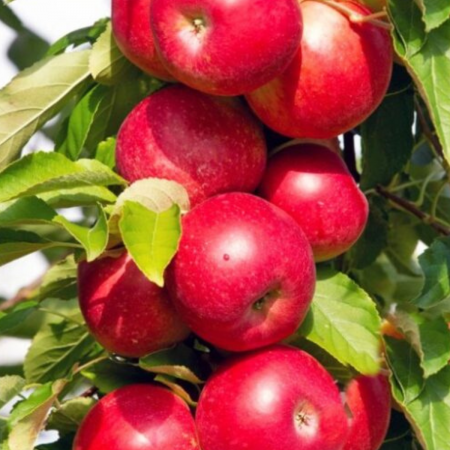 Pachete promotionale - Pachet 10 Meri Columnari Red River (Radacina Nuda)