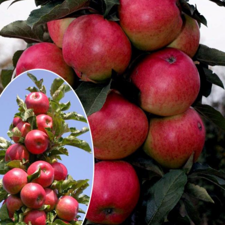 Pachet Mixt - 10 Pomi Fructiferi - Columnari (radacina libera) [9]