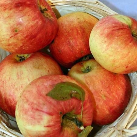 Pomi fructiferi - MAR DOMNESC