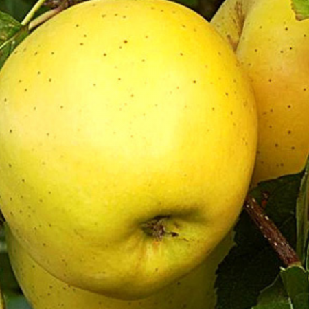 Pomi fructiferi - MAR GOLDEN DELICIOS