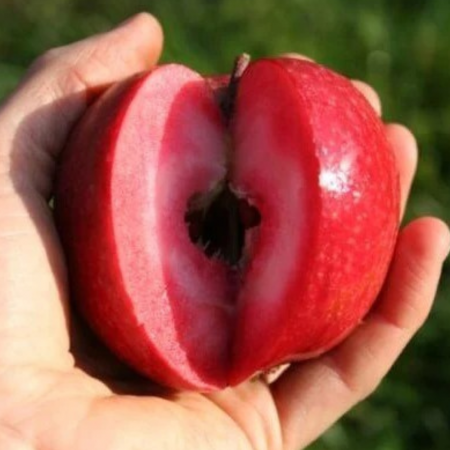 Pomi fructiferi - Mar Red Love -  miez rosu