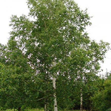 Plante foioase - MESTEACAN