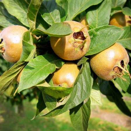 Mosmon - Mosmon- Mespilus Germanica