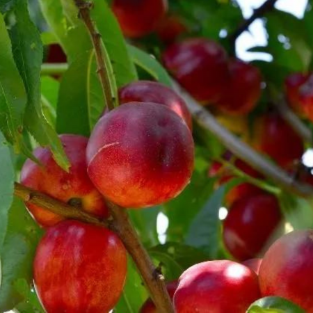 Pomi fructiferi - NECTARIN CORA
