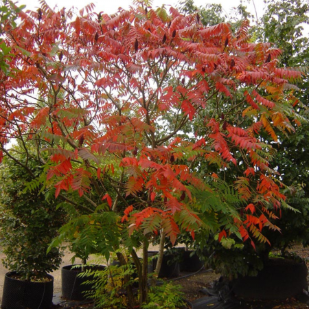 OTETAR (SUMAC) [2]