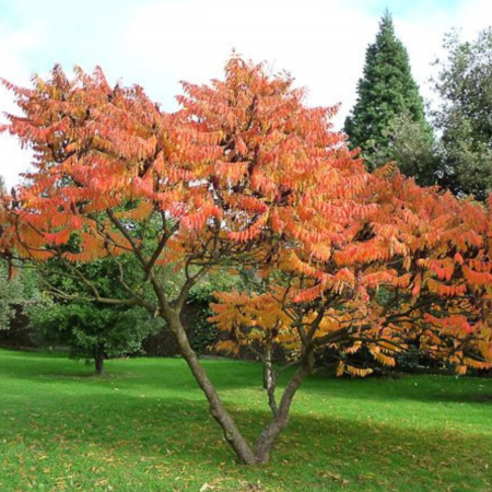 Arbori Ornamentali - OTETAR (SUMAC)