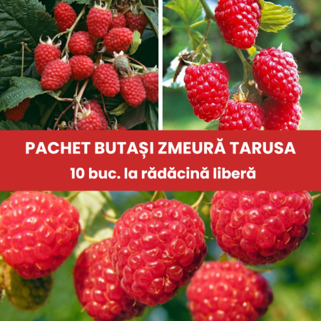 Pachete promotionale - Pachet 10buc. Butași Zmeură Tarusa (Rădăcină liberă)