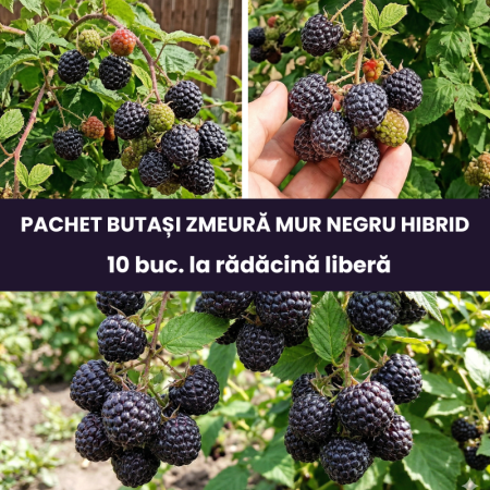 Pachete promotionale - Pachet 10buc. Zmeură Mur Negru Cumberland - Hibrid