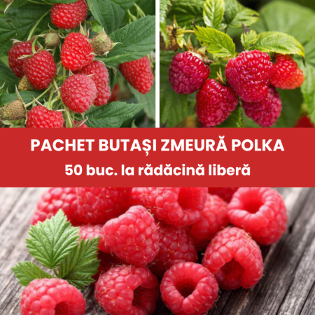 Pachete promotionale - Pachet 50buc. ZMEURA POLKA - Rubus idaeus Polka
