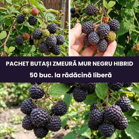 Pachete promotionale - Pachet 50buc. Zmeură Mur Negru Cumberland - Hibrid