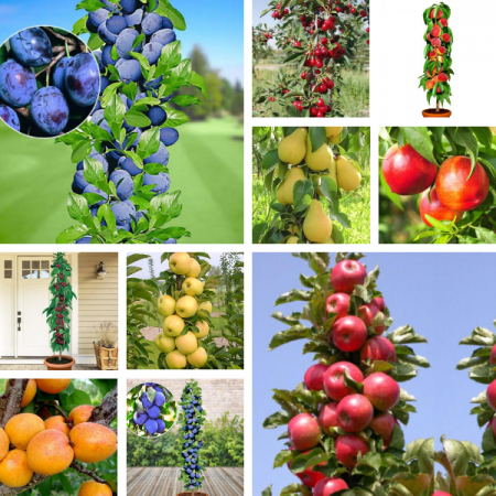 Pachete promotionale - Pachet Mixt - 10 Pomi Fructiferi - Columnari