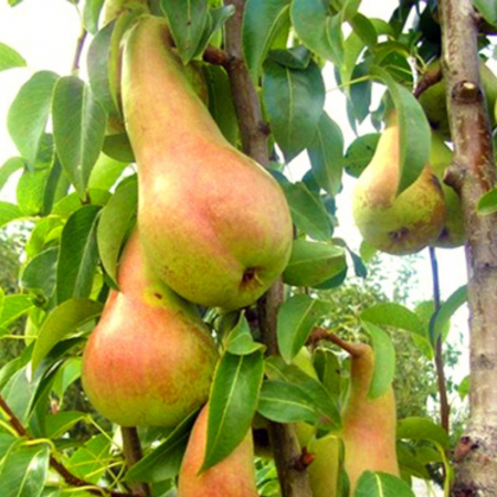 PAR ABATELE FETEL -Pyrus pyraster [1]