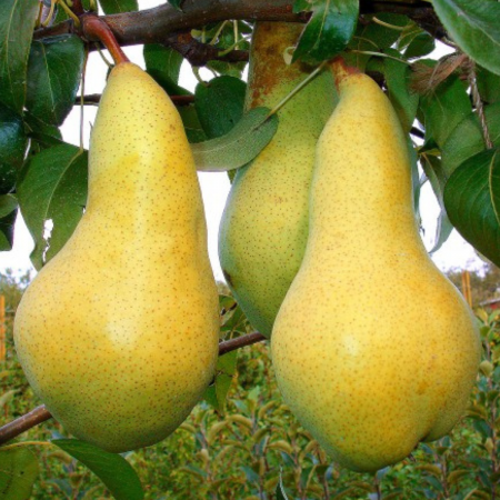 Par - PAR ABATELE FETEL -Pyrus pyraster