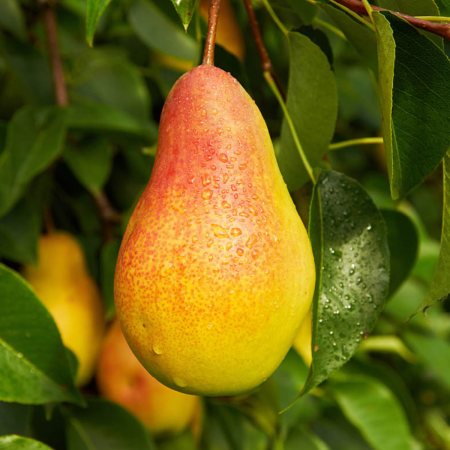 Pomi fructiferi - PAR AROMAT DE BISTRITA