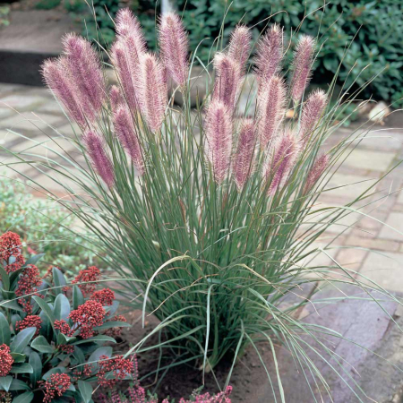 Pennisetum alopecuroides ‘Red Head’ - Iarbă ornamentală ‘Red Head’ [1]