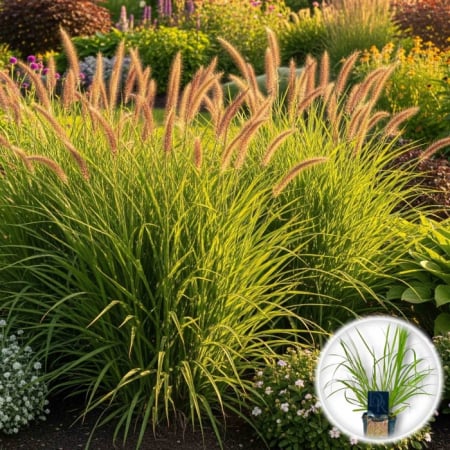 Plante ornamentale - Pennisetum alopecuroides ‘Red Head’ - Iarbă ornamentală ‘Red Head’