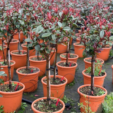 Plante ornamentale - Photinia Fraseri Little Red Robin Nana
