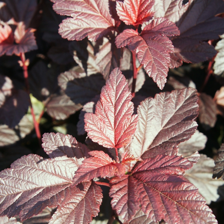 PHYSOCARPUS OPULIFOLIUS ANDRE [0]