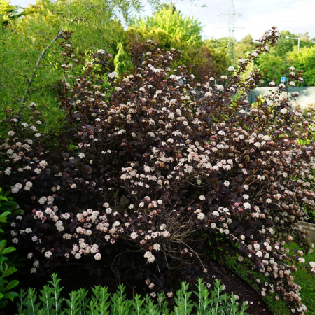 PHYSOCARPUS OPULIFOLIUS ANDRE [1]