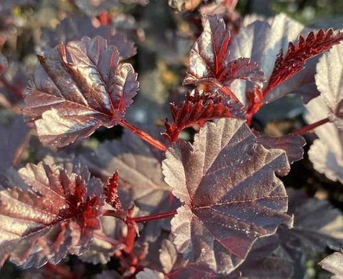 Plante ornamentale - Physocarpus opulifolius ‘Black Magic’ - Fisocarpus ‘Black Magic’