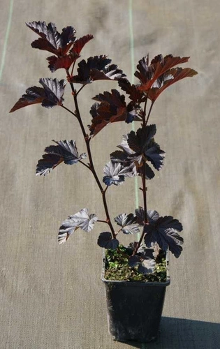 Physocarpus opulifolius ‘Black Magic’ - Fisocarpus ‘Black Magic’ [1]