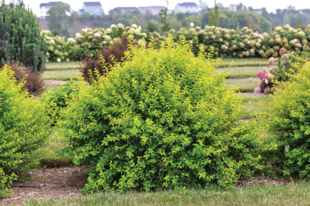 Plante ornamentale - Physocarpus opulifolius ‘Lucky Devil’ - Fisocarpus ‘Lucky Devil’